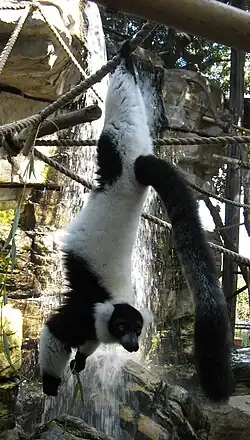 Black-and-white Ruffed Lemur hanging by its feet from a rope, holding some leaves in its hands while looking at the camera