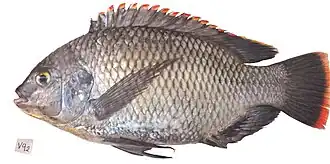 Um Oreochromis variabilis macho, pescado na ilha de Makobe, no Lago Vitória, em 2016