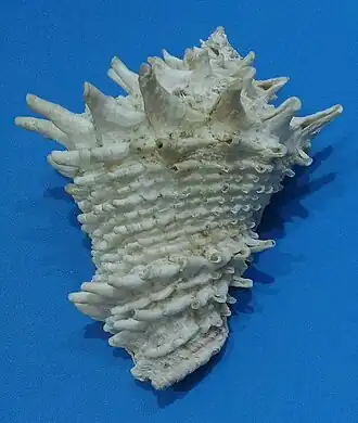 Vista superior da concha de Vasum cassiforme (Kiener, 1840). Espécie endêmica do Brasil.[2]