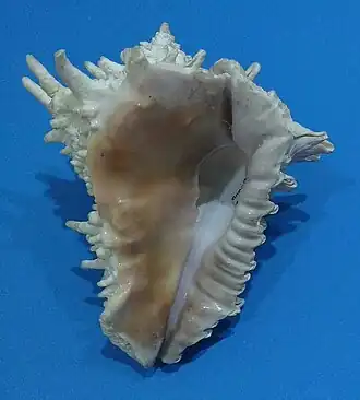 Vista inferior da concha de V. cassiforme. Espécime coletado em Aracati, Ceará, na década de 1980.