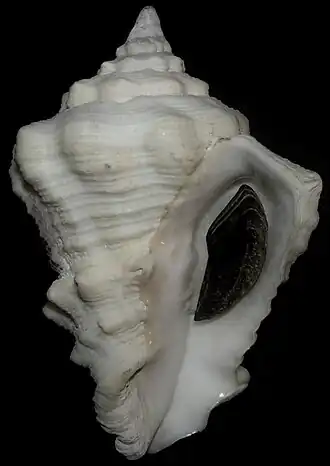 Vista inferior da concha de Vasum muricatum (Born, 1778), encontrada na Flórida e Caribe.[2] Espécime da Venezuela, com opérculo.