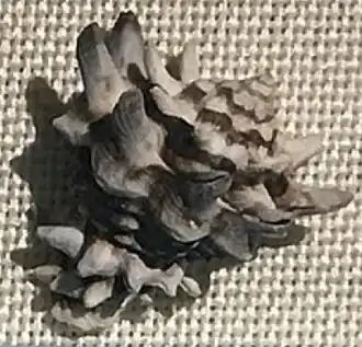 Vista superior de uma concha de V. turbinellus. Coletado no golfo de Tonkin, mar da China Meridional; espécime do Museu de História Natural de Beijing.