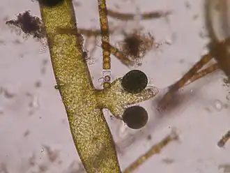 Vaucheria sp. (microscopia óptica mostrando a estrutura reprodutiva).