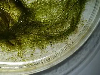 Vaucheria (Xanthophyta)