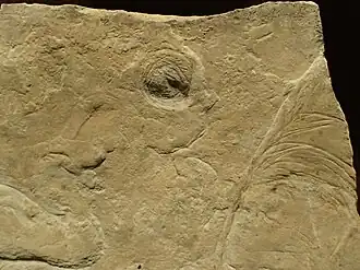 Fóssil de Vaveliksia.