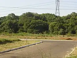 Vegetação típica do município.