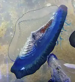 Velella velella