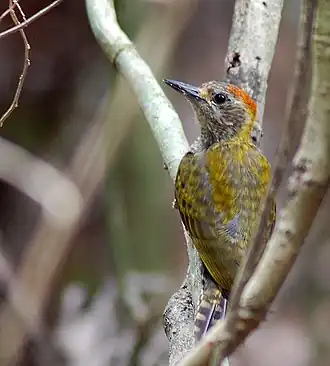 Um Veniliornis maculifrons macho fotografado na Ilha Grande, Rio de Janeiro, Brasil