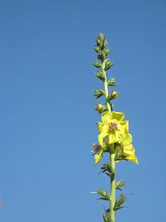 Verbascum virgatum