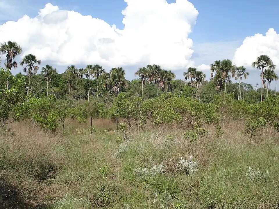 Vereda na Reserva Ecológica do IBGE