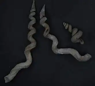 Três espécimes de conchas do gênero Vermicularia Lamarck, 1799[2] expostos na coleção do Museu de História Natural de Leiden, Holanda do Sul.