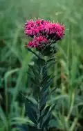 Vernonia baldwinii.