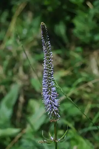 Veronicastrum virginicum
