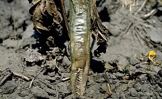 Verticillium dahliae em um girassol.