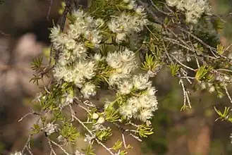 Verticordia verticillata