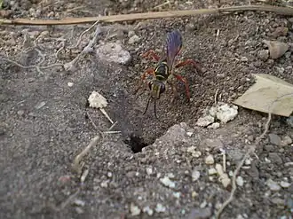 Vespa do gênero Sphex cavando um ninho