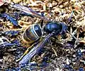 Vespa velutina - variante cromática comum. Aparência dorsal.