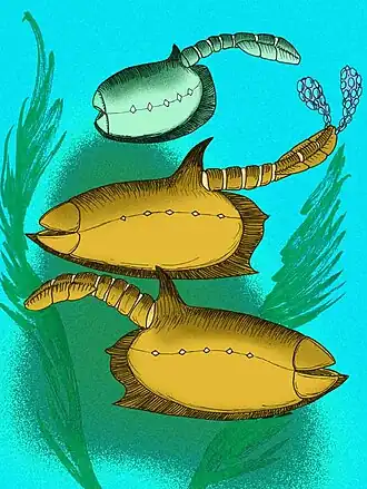 Exemplares de Vetulicola rectangulata e V. cuneata