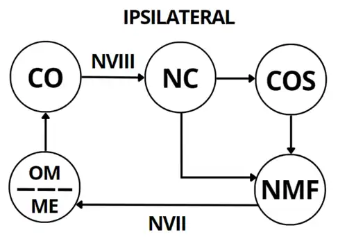 Esquema representando a via auditiva do reflexo acústico estapediano ipsilateral.