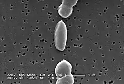 Imagem microscópica de Vibrio parahaemolyticus