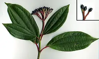 Viburnum davidii (folhagem e frutos).