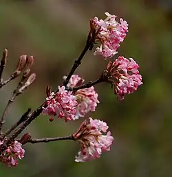 Viburnum grandiflorum (inflorescência).