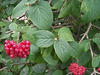 Viburnum_lantana