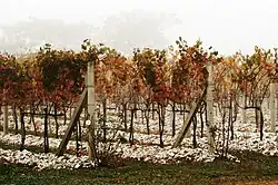 Videiras na Vinícola Salton