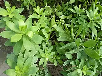 Vieraea laevigata no Jardim Botânico de Berlim.