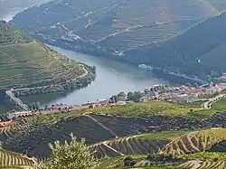 Portugal: Socalcos do Alto Douro
