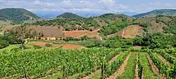 Vinhedo da vinícola Campo de Estrelas em Vieiras na Zona da Mata Mineira