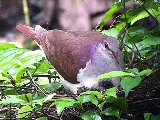 Espécime avistado no Panamá em 2012