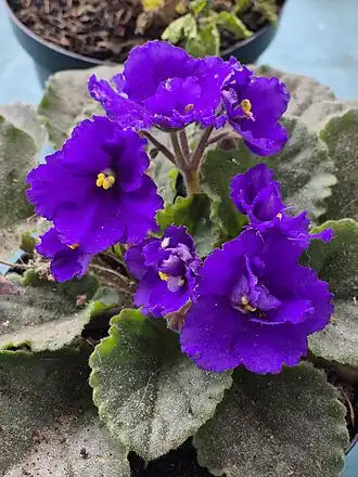 Saintpaulia ionantha