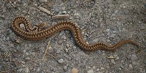 Padrão em zigue-zague na região dorsal da serpente Vipera berus, a víbora-europeia-comum.
