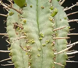 Plântulas de visco sobre Euphorbia pillansii.