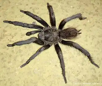 Espécime de Crypsidromus nondescriptus