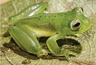 Espécime avistado no Parque Nacional Serra da Mocidade, em Roraima, no Brasil