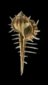 Ilustração de uma concha de Vokesimurex cabritii, nativa do golfo do México e mar do Caribe.[10][13]