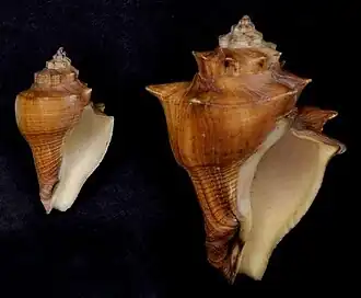 Conchas de V. cochlidium; espécimes das ilhas Molucas, na Indonésia, pertencentes à coleção do Museu de História Natural de Leiden.