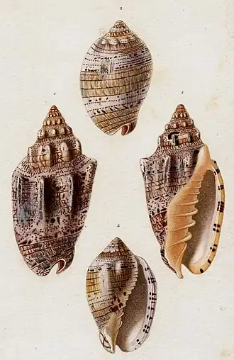 Acima, em vista superior, e abaixo, em vista inferior (nº 2), nesta Ilustração de 1835, conchas de V. musica Linnaeus, 1758; no centro (nº 1) a vista superior (esquerda) e inferior (direita) de uma concha de Voluta ebraea Linnaeus, 1758.