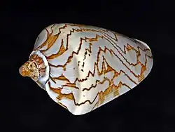 Padrão em zigue-zague na superfície da concha de Cymbiola nobilis.