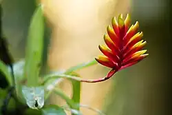 Flor de bromélia Vriesea