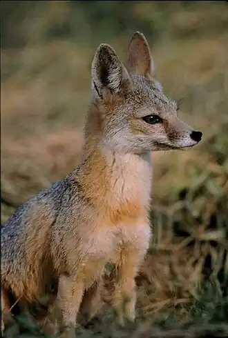 Vulpes macrotis mutica