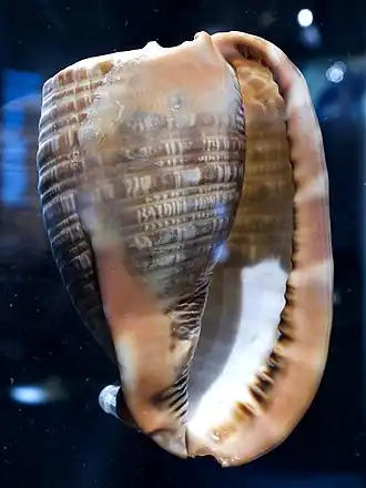 Vista inferior da concha de Cypraecassis tenuis (W. Wood, 1828), do oeste das Américas;[1] espécime retirado das ilhas Galápagos, Equador.