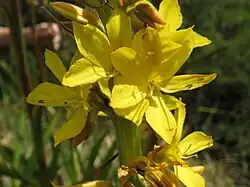 W. thyrsiflora flores