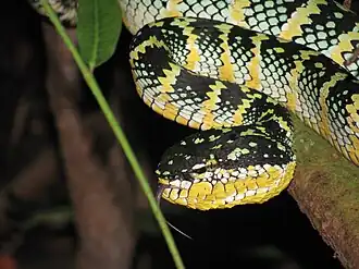 Víbora-de-wagler, T. wagleri