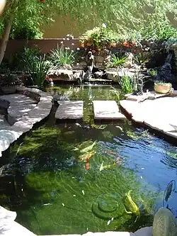Lago koi