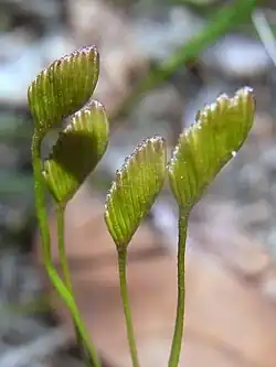 Schizaea cf. bifida de Waratah Track, Ku-ring-gai Chase National Park, Austrália