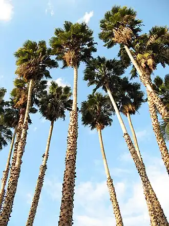 Washingtonia robusta plantada no Jardim Botânico do Condado de Los Angeles.