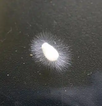 Colônia de Achlya em um riacho